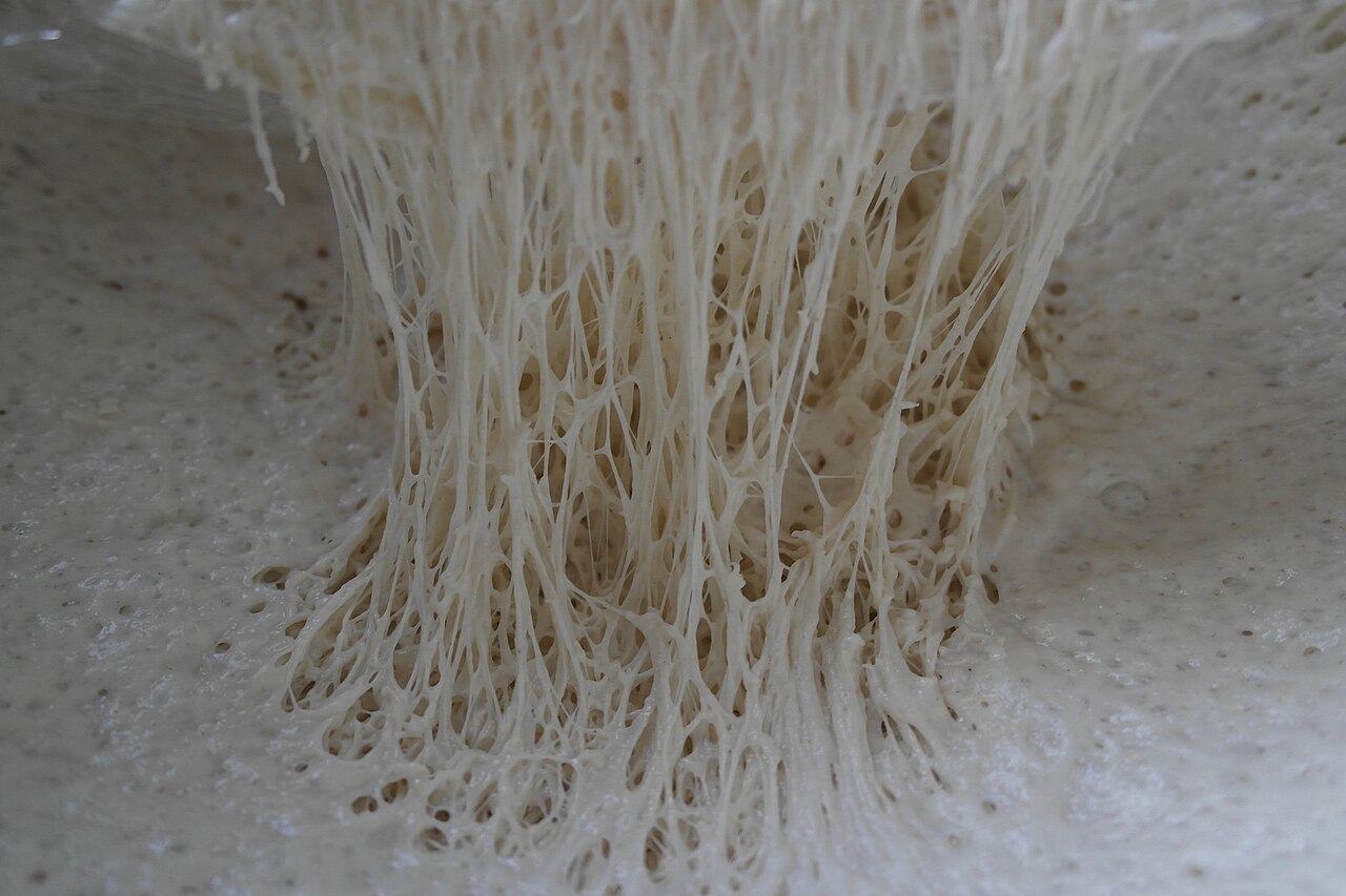 Risen bread dough pulled apart to show long stretched gluten strands